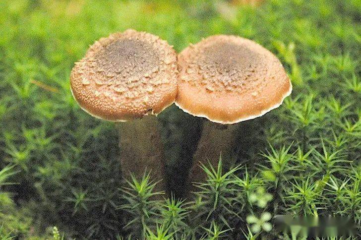 动物小知识科普_科普动物知识小报模板_动物科普小知识大全100/