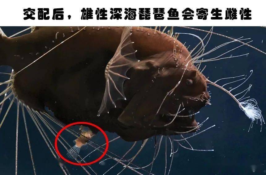 科普动物知识小报模板_动物科普小知识大全100_动物小知识科普/