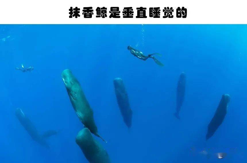 动物小知识科普_科普动物知识小报模板_动物科普小知识大全100/