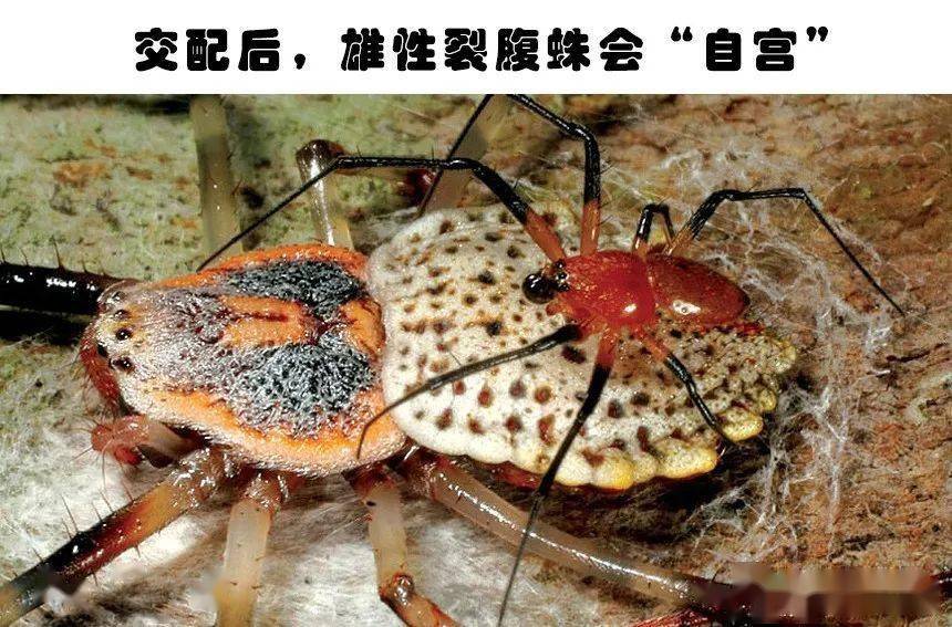 动物科普小知识大全100_动物小知识科普_科普动物知识小报模板/